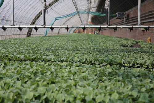 新質密碼 沈陽秋實植物工廠以科技引領蔬菜種植新未來