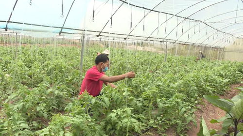 綠春縣 蔬菜產業種植托起鄉村振興致富夢