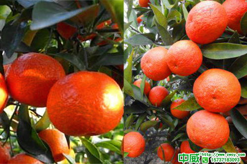 柑橘全年打藥時間表,柑橘高產方案對照養護