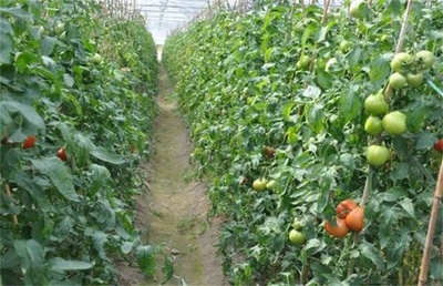 春季種植蔬菜應注意事項全指南